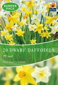 Dwarf Daffodil Bulbs Mixed (20 Bulbs)