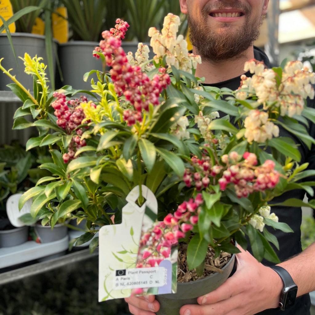 Pieris japonica 'Twins’ 2L (50-60cm)