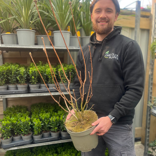 Azalea knaphill 'Golden Eagle' 5L (80-90cm inc. pot)