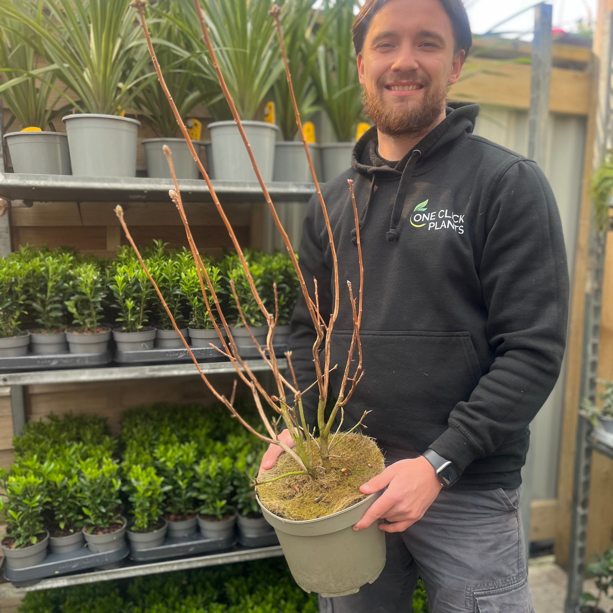 Azalea knaphill 'Harvest Moon' 5L (80-90cm inc. pot)