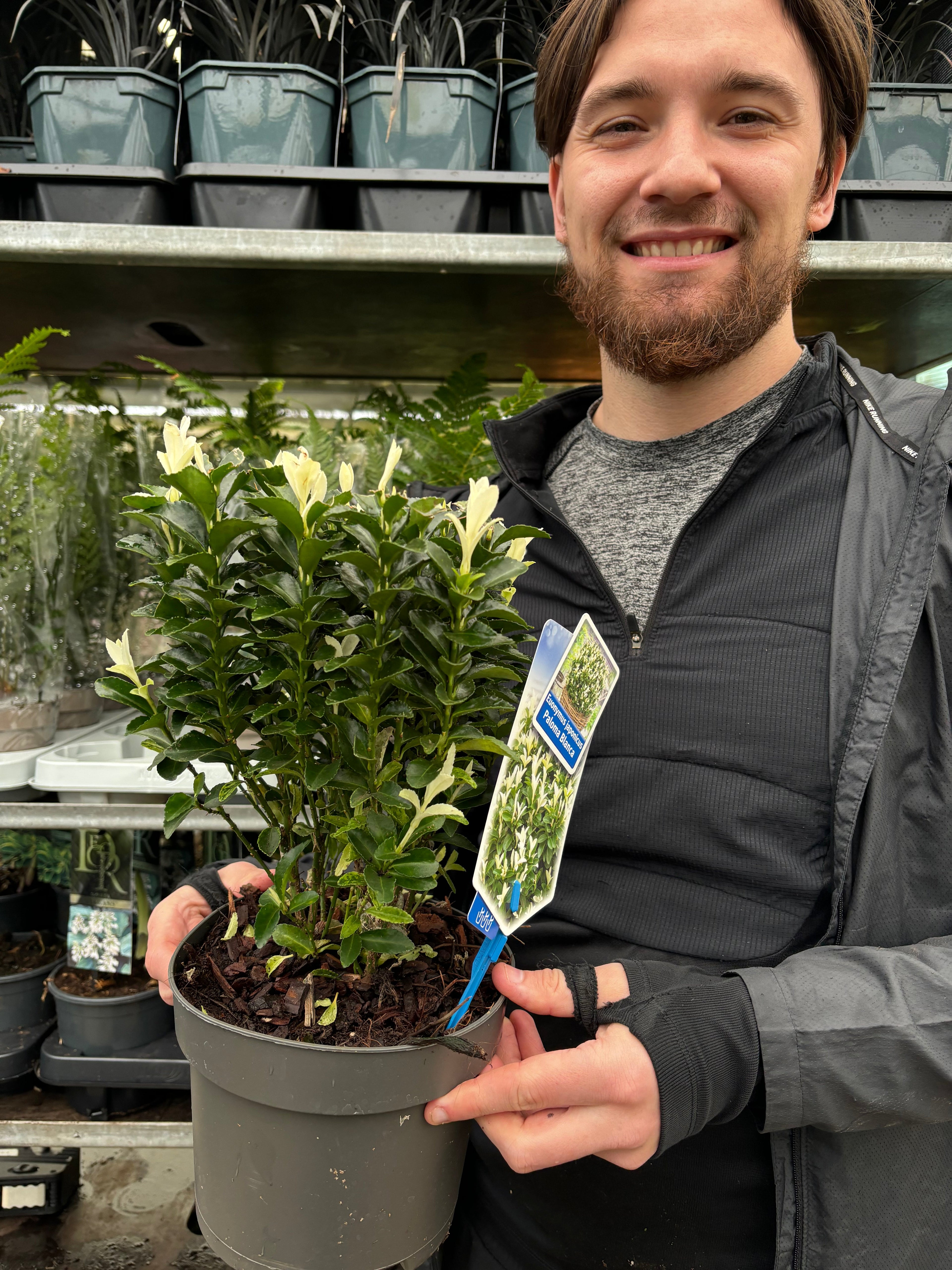 Euonymus fortunei 'Paloma Blanca' 9cm/1.5L/2L/5L (Multibuy Offers Available)