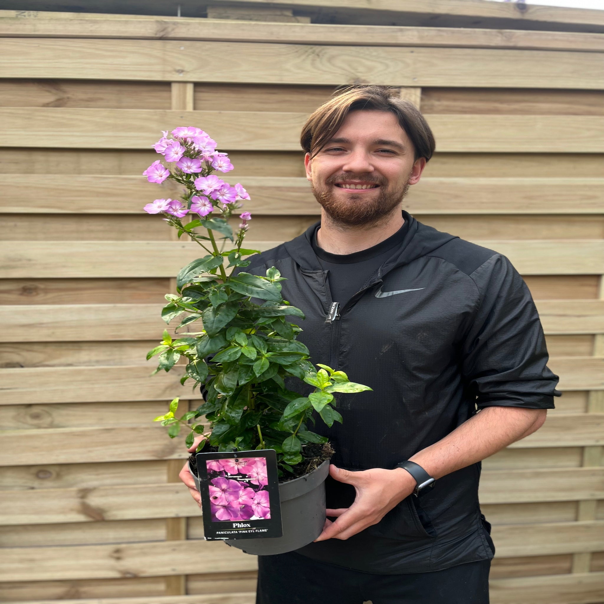 Phlox paniculata 'Pink Eye Flame' 2L