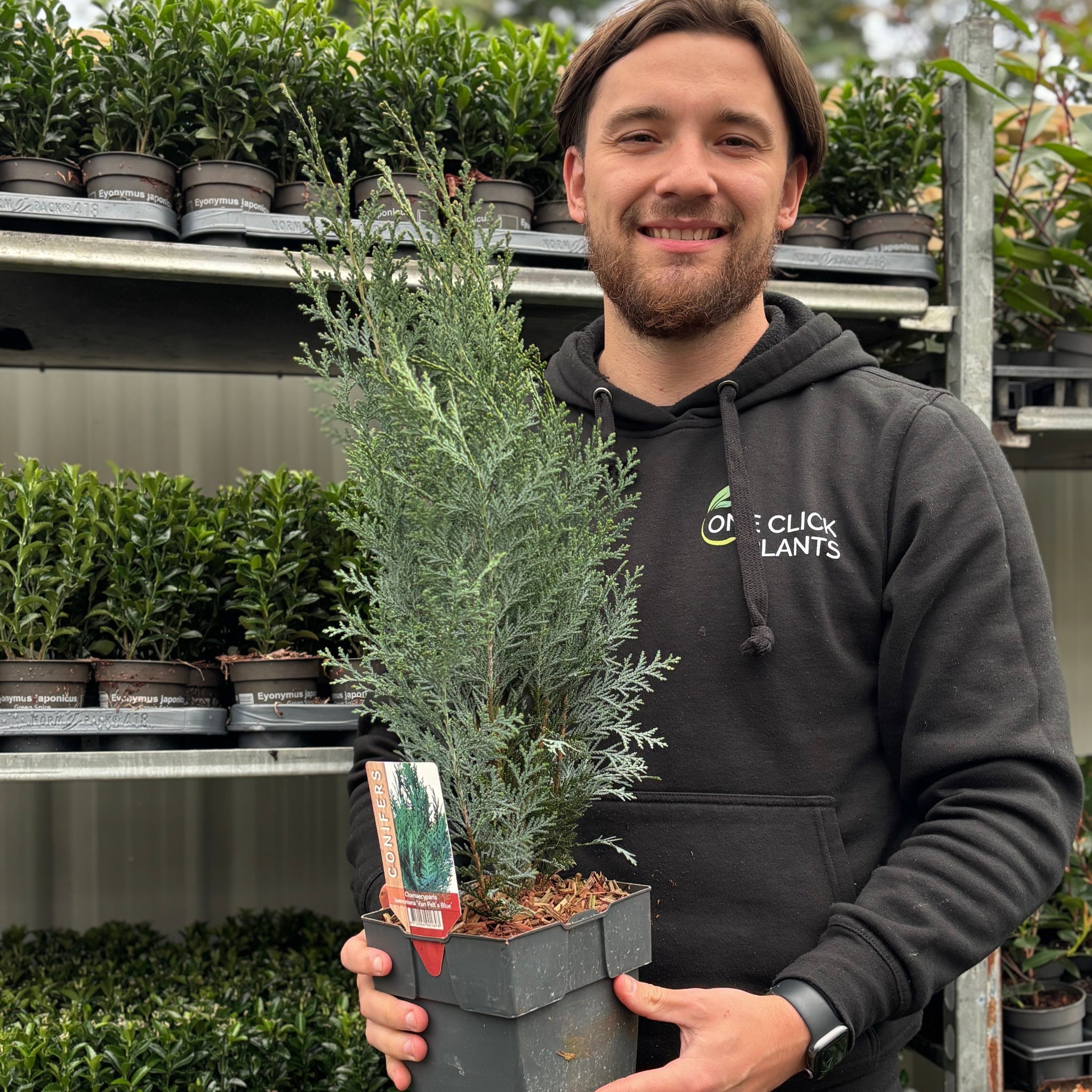 Chamaecyparis lawsoniana 'Van Pelt's Blue' 2L (50-60cm inc. pot)