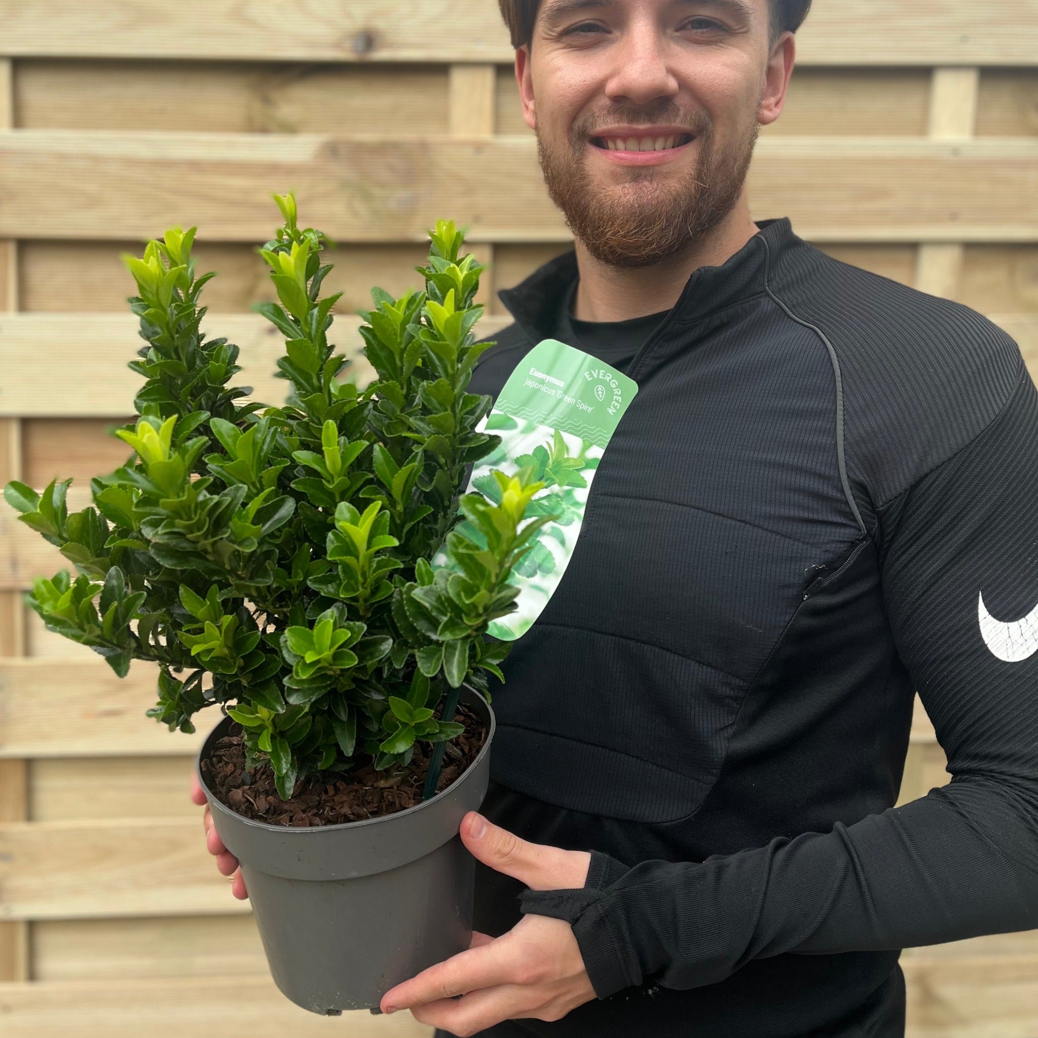 Euonymus japonicus 'Green Spire' (Multibuy Offers Available)