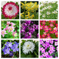 Early Flowering Spring Bundle