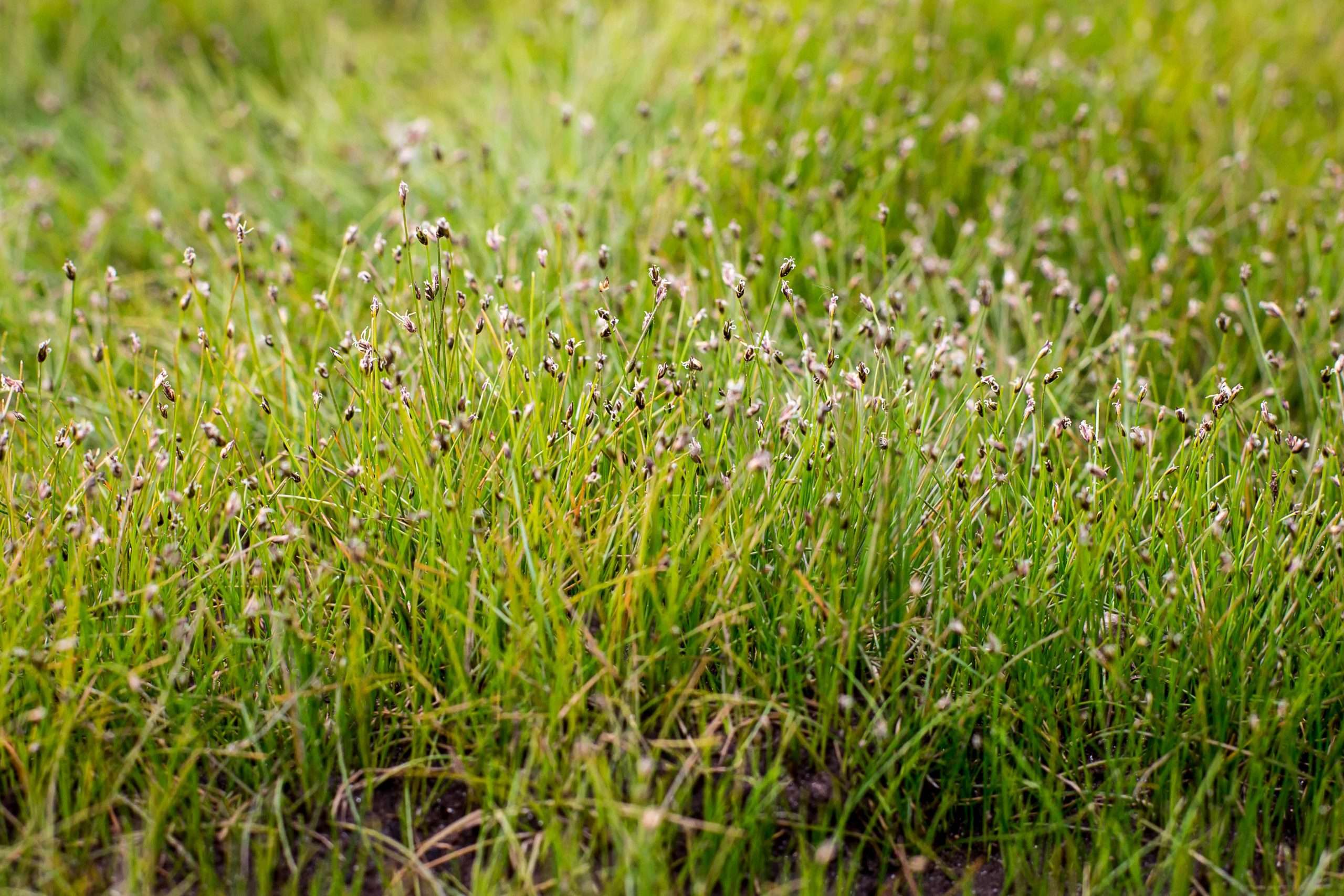 Eleocharis acicularis (Dwarf Hairgrass) - Marginal Pond Plants  - Pond Plants - Water Plants - OX005
