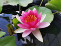 Ellisiana water lily - pond plants - DW03