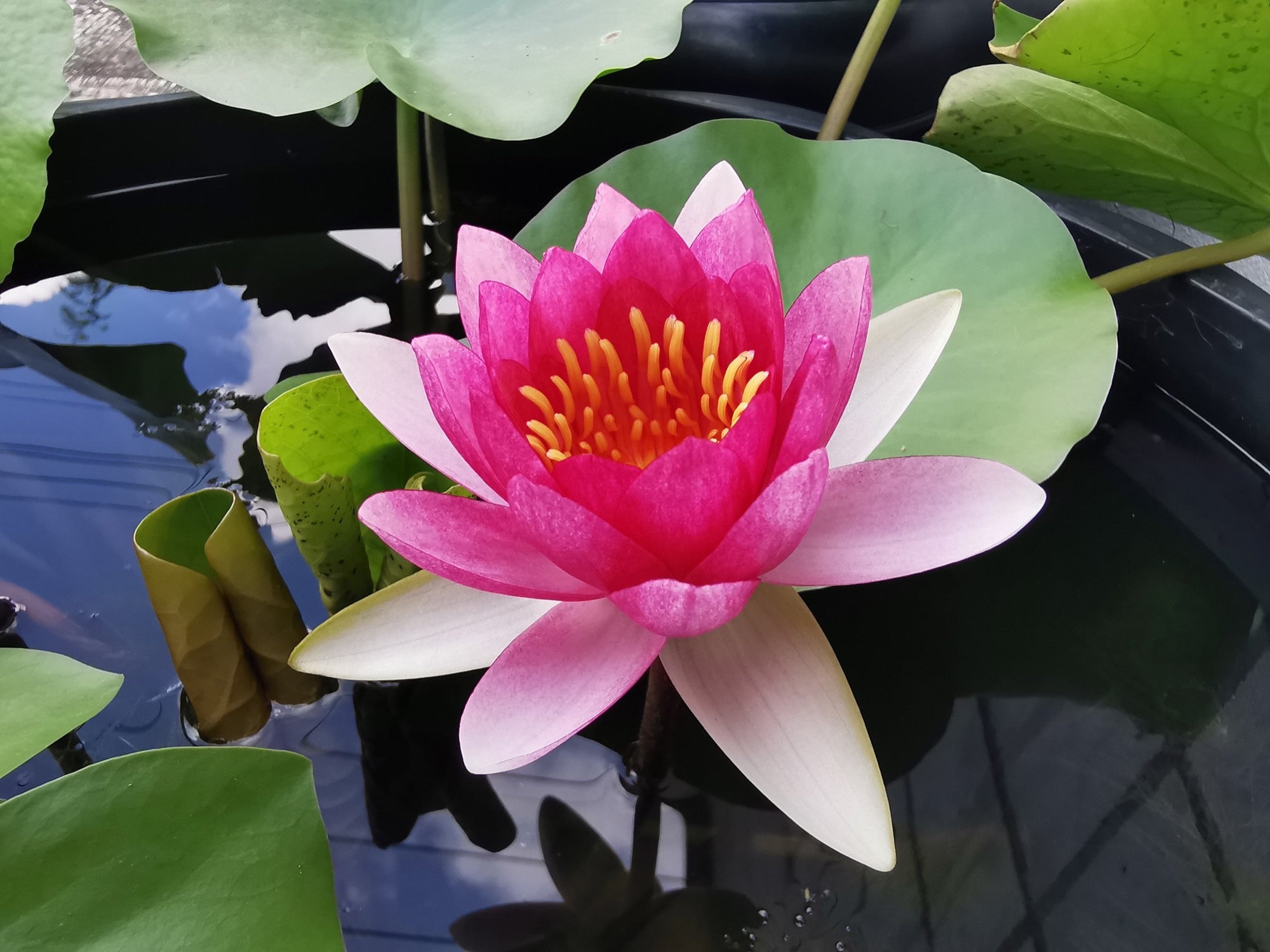 Ellisiana water lily - pond plants - DW03