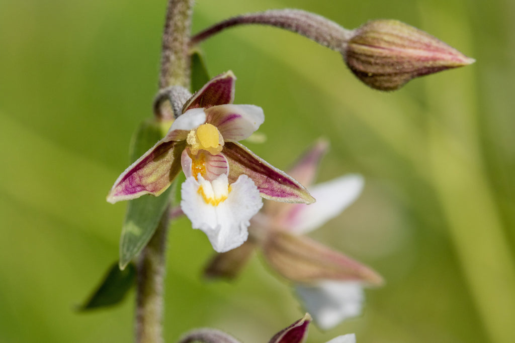 Epipactris palustris orchid - MP033 Packs