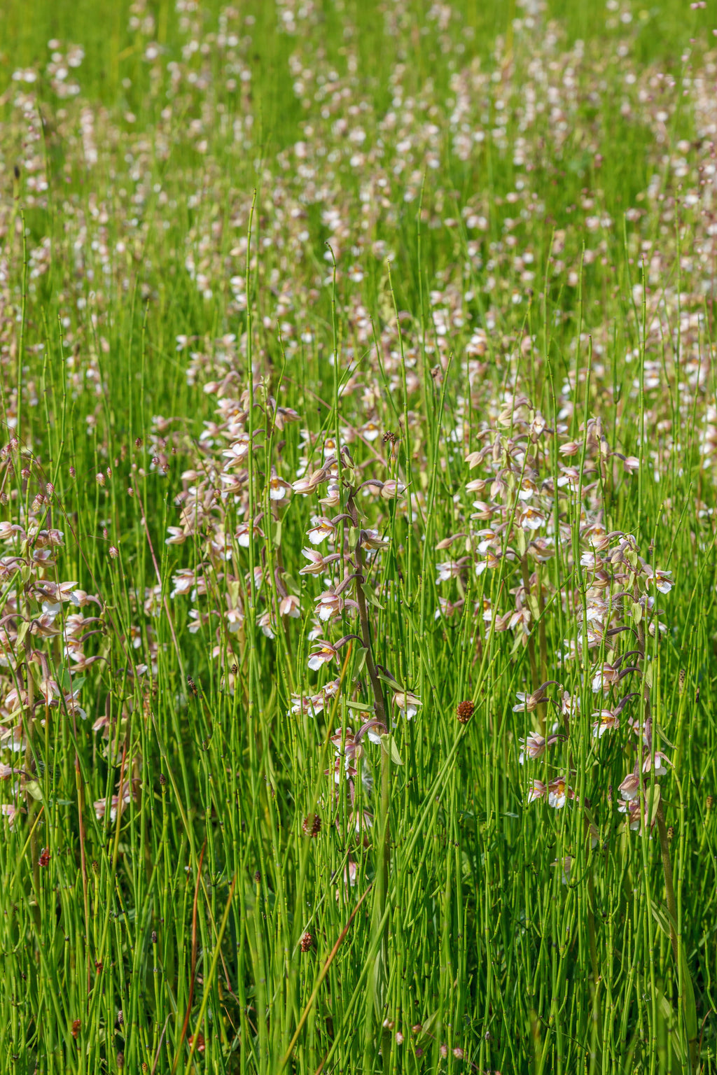 Epipactris palustris orchid - Marginal Pond Plants - MP033