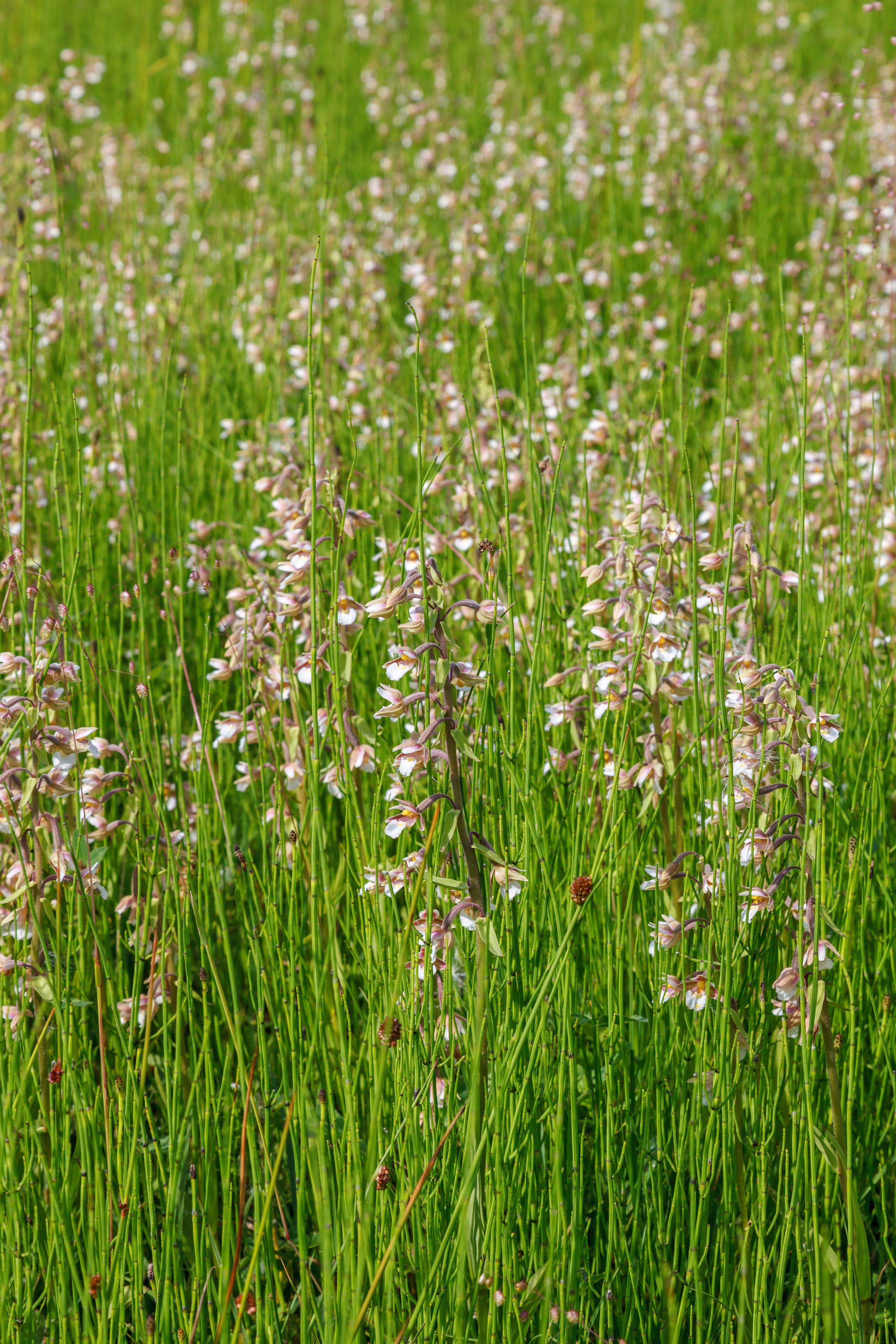 Epipactris palustris orchid - Marginal Pond Plants - MP033