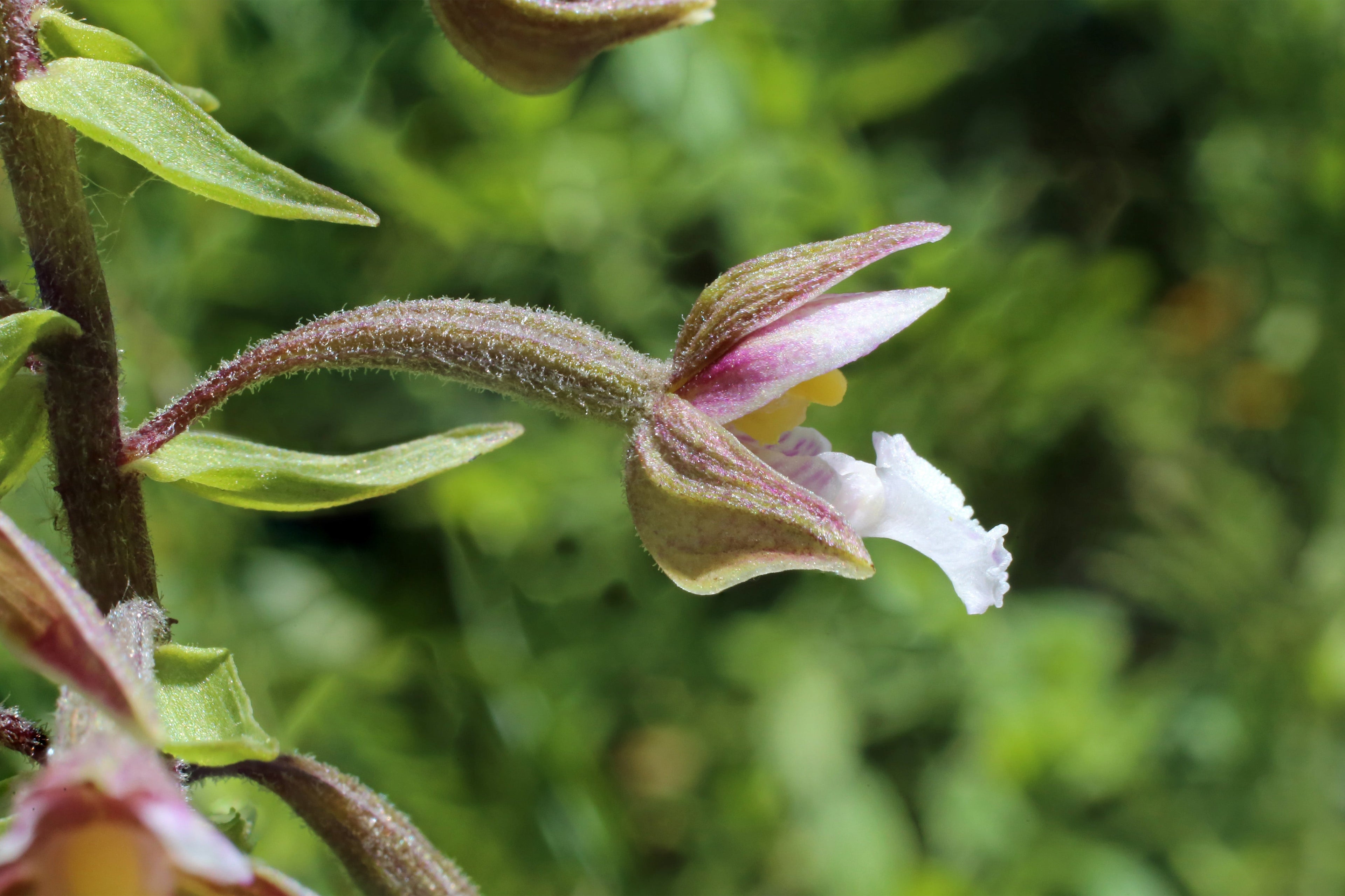 Epipactris palustris orchid - MP033 Packs
