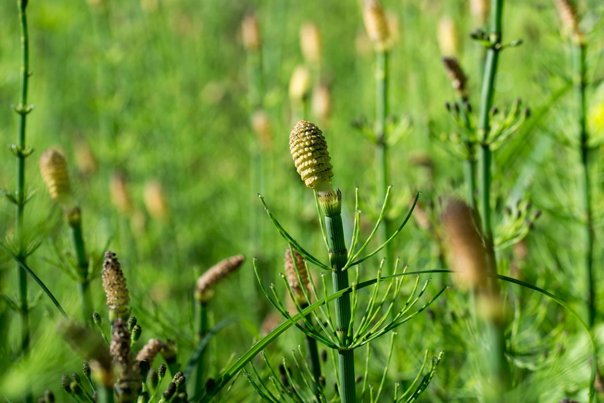Equisetum fluviatile - Marginal Pond Plants - MP034
