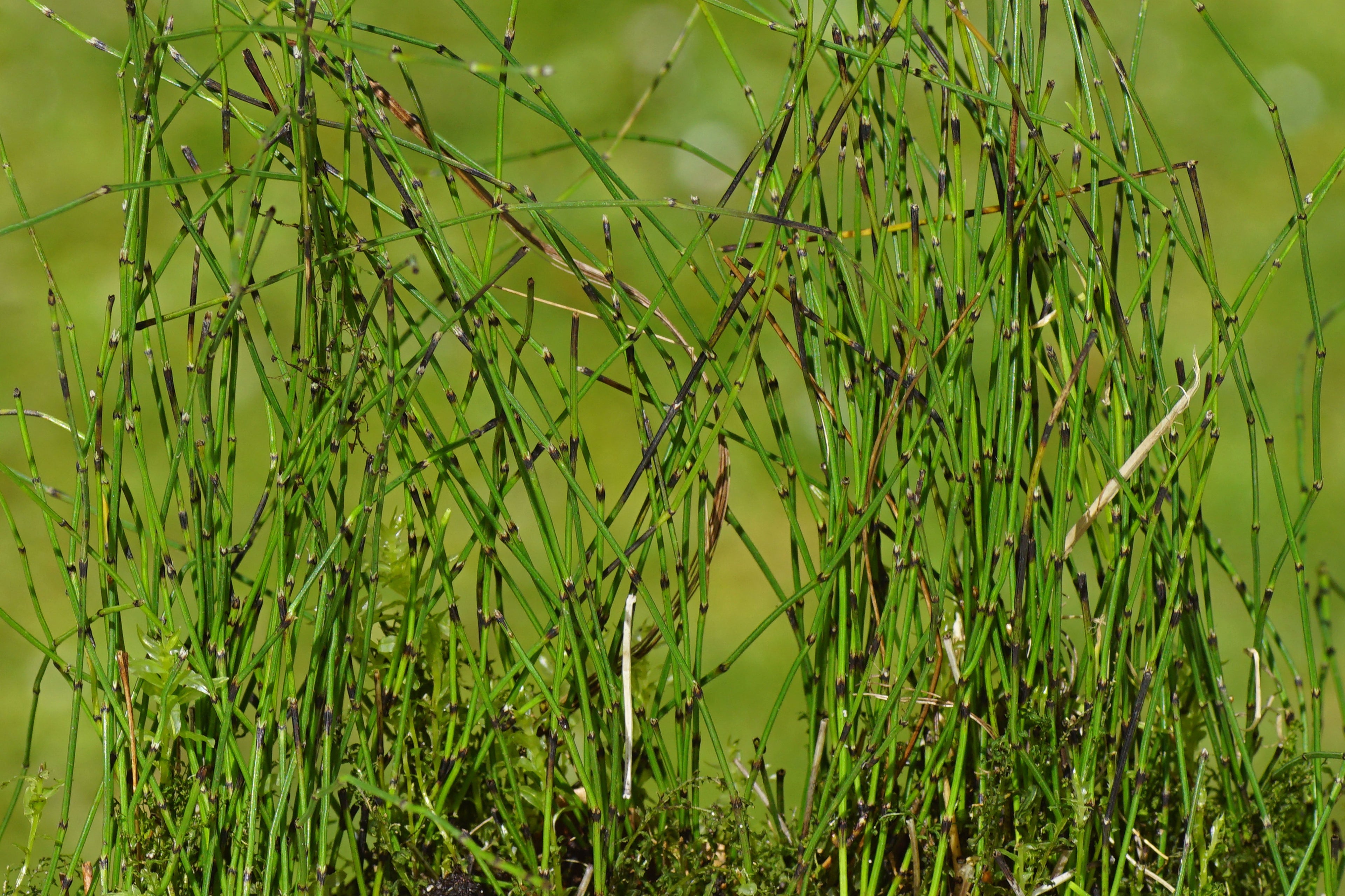 Equisetum scirpoides (Bushy horsetail) - MP037 Packs
