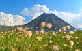 Eriophorum russeoleum - Marginal Pond Plants - MBP036