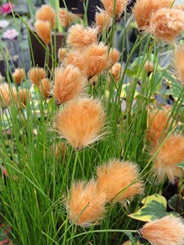 Eriophorum russeoleum - Marginal Pond Plants - MBP036