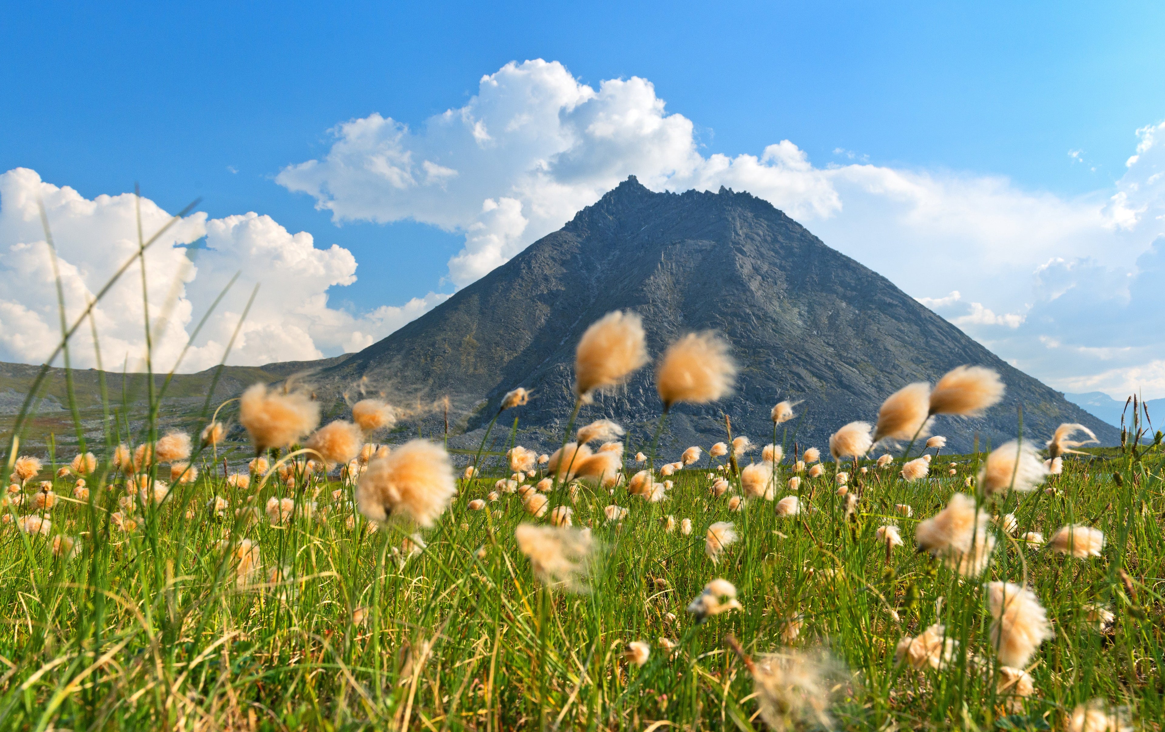 Eriophorum russeoleum - MBP036 Packs