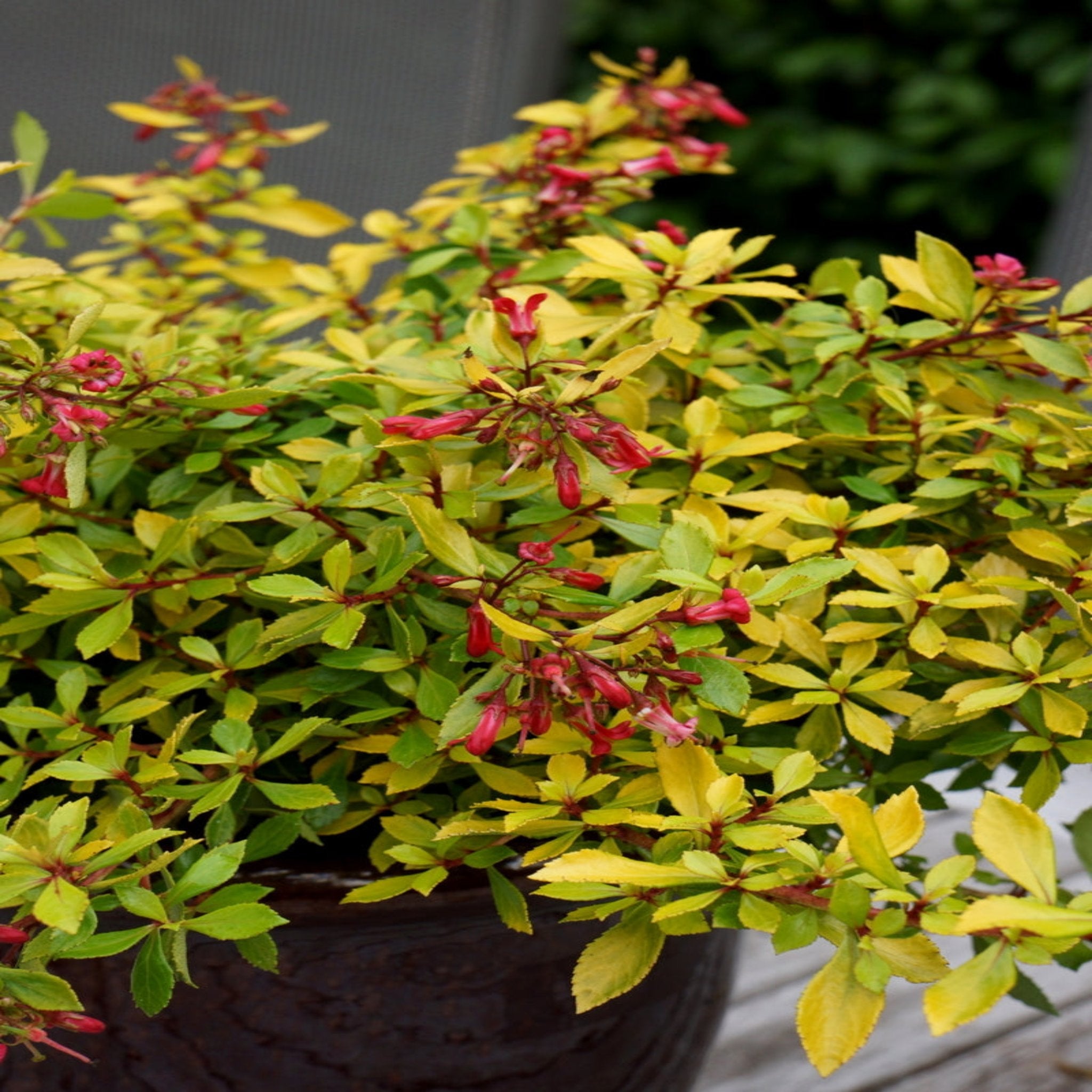 Escallonia 'Golden Carpet' 9cm