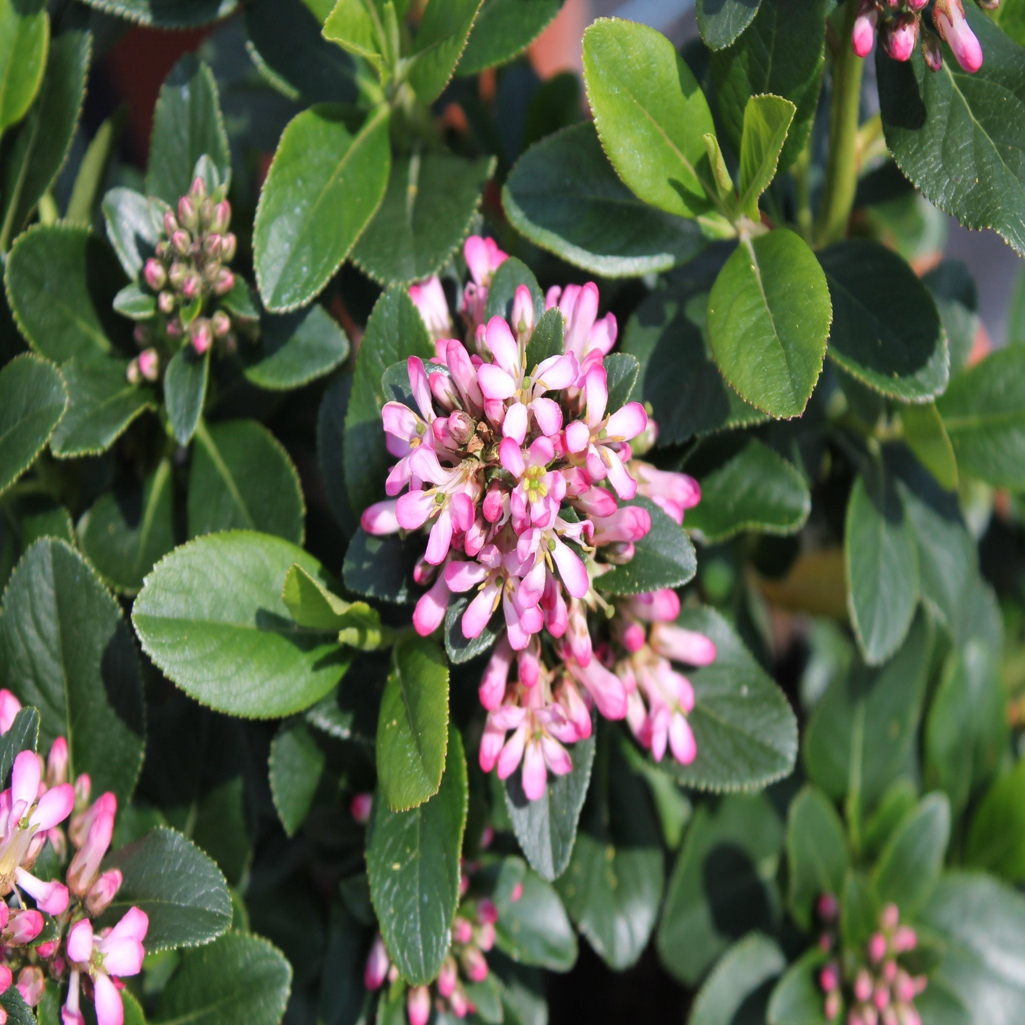 Escallonia 'Pink Elle' 9cm