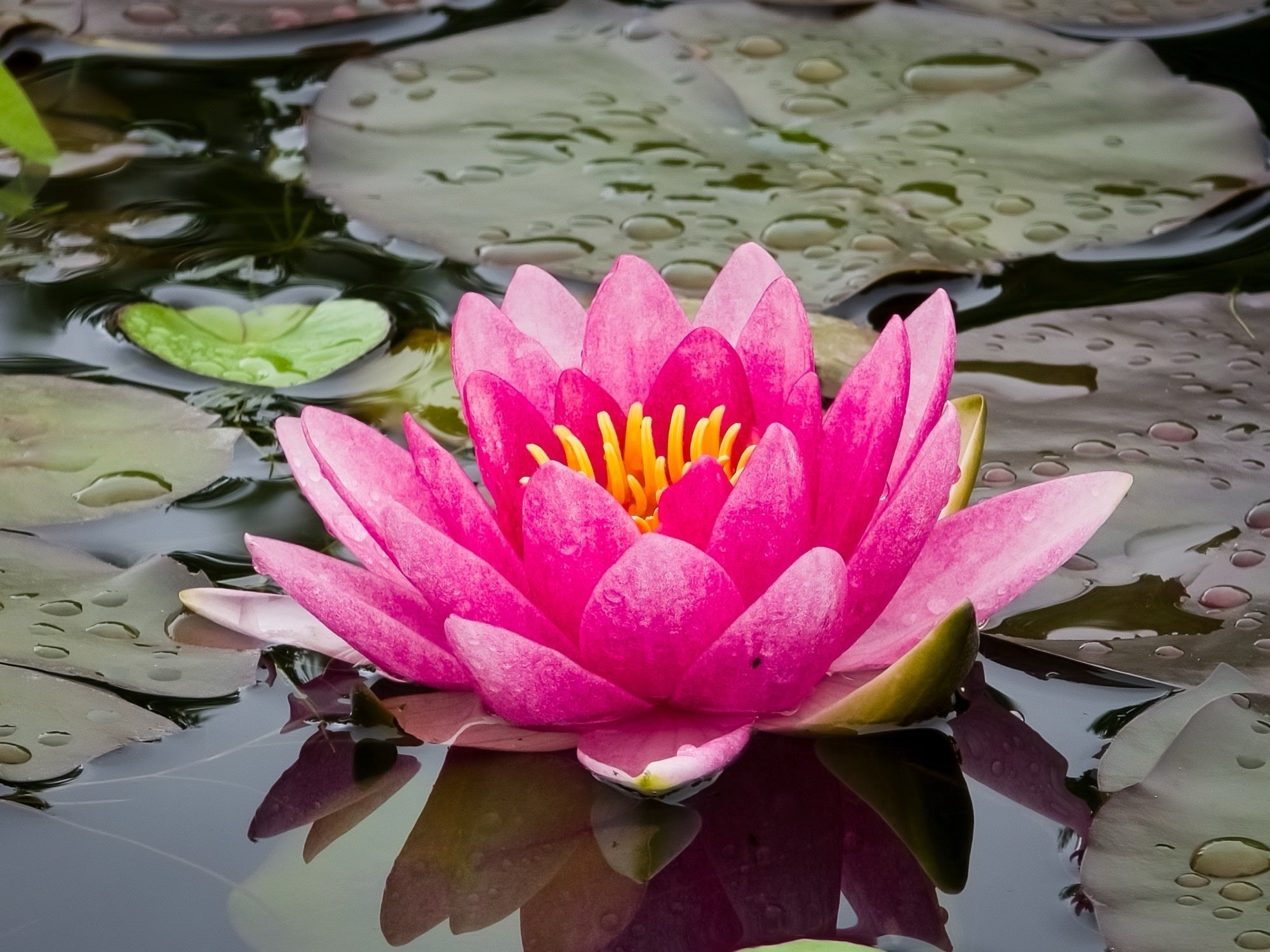 Escarboucle water lily - pond plants - VLW04