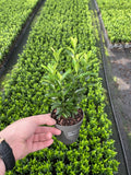 Euonymus japonicus 'Green Spire' (Multibuy Offers Available)