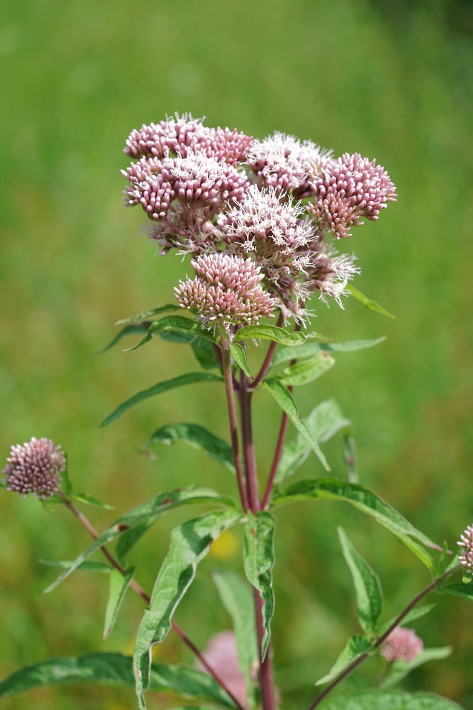 Eupatorium cannabinum (Hemp agrimony) - BP038 Packs