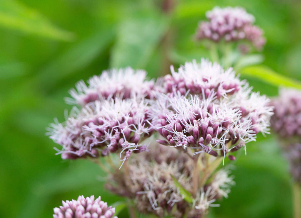 Eupatorium cannabinum (Hemp agrimony) - BP038 Packs