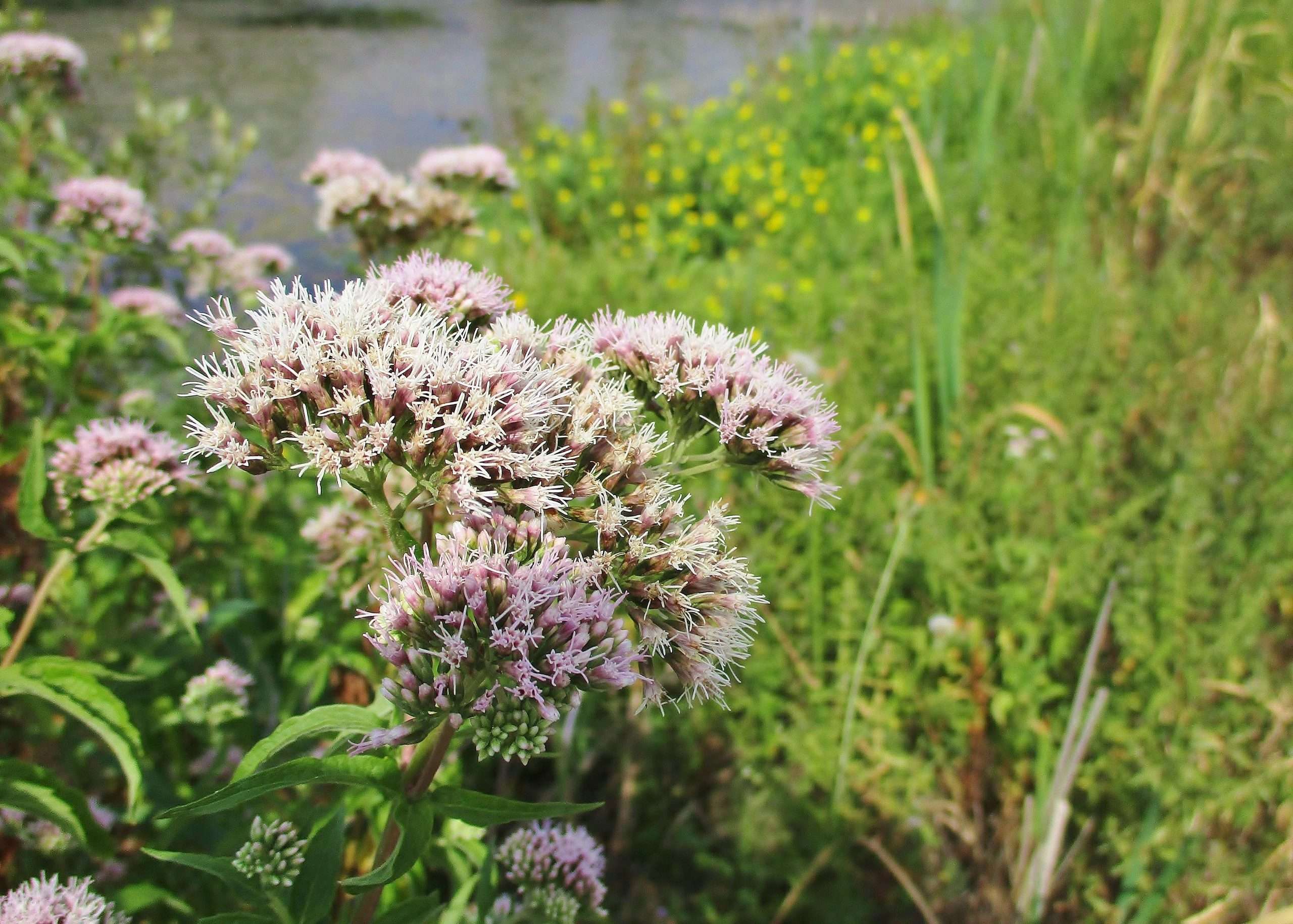 Eupatorium cannabinum (Hemp agrimony) - Marginal Pond Plants - BP038