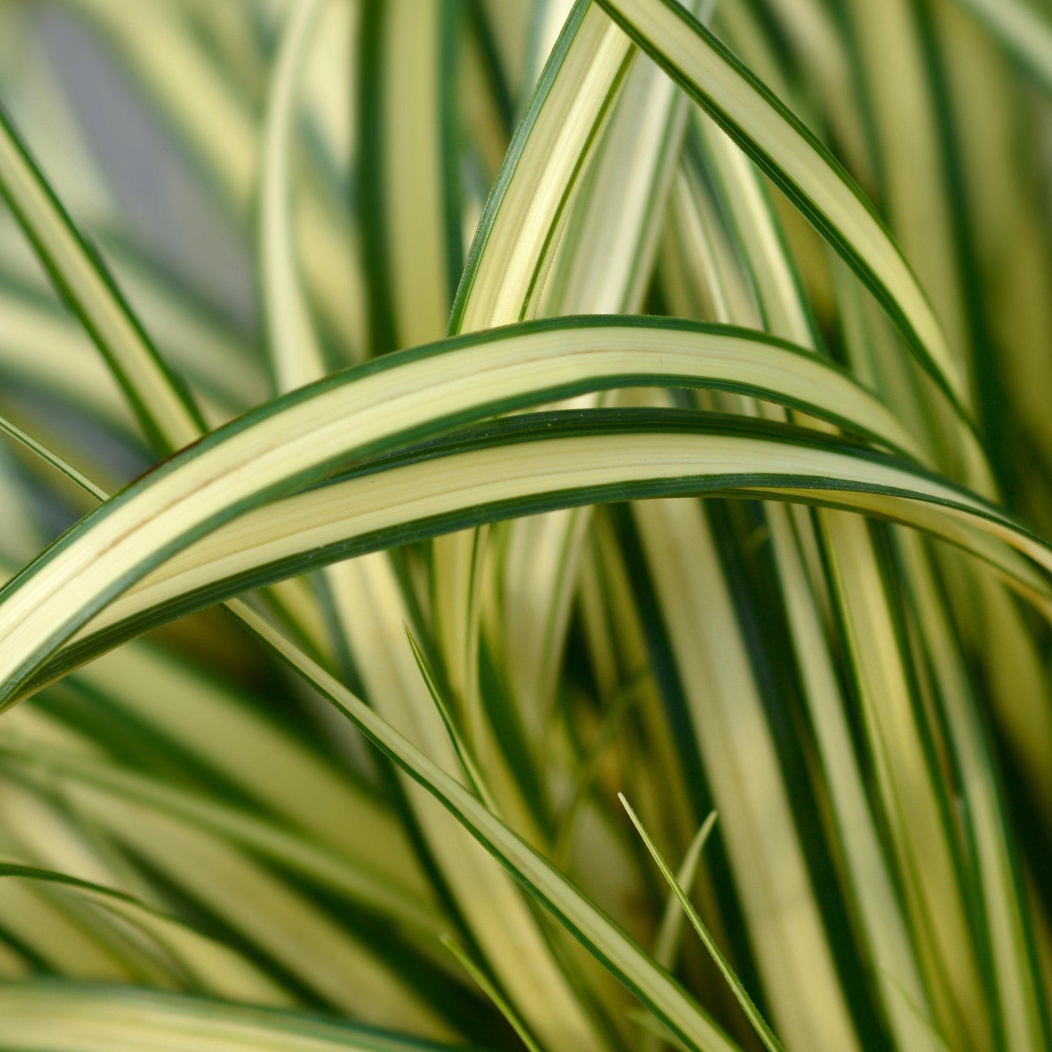 Carex oshimensis 'Evergold' Grass 8cm / 1L / 2L / 3L