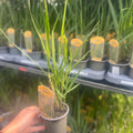 Panicum virigatum Northwind 9cm / 2L / 12L
