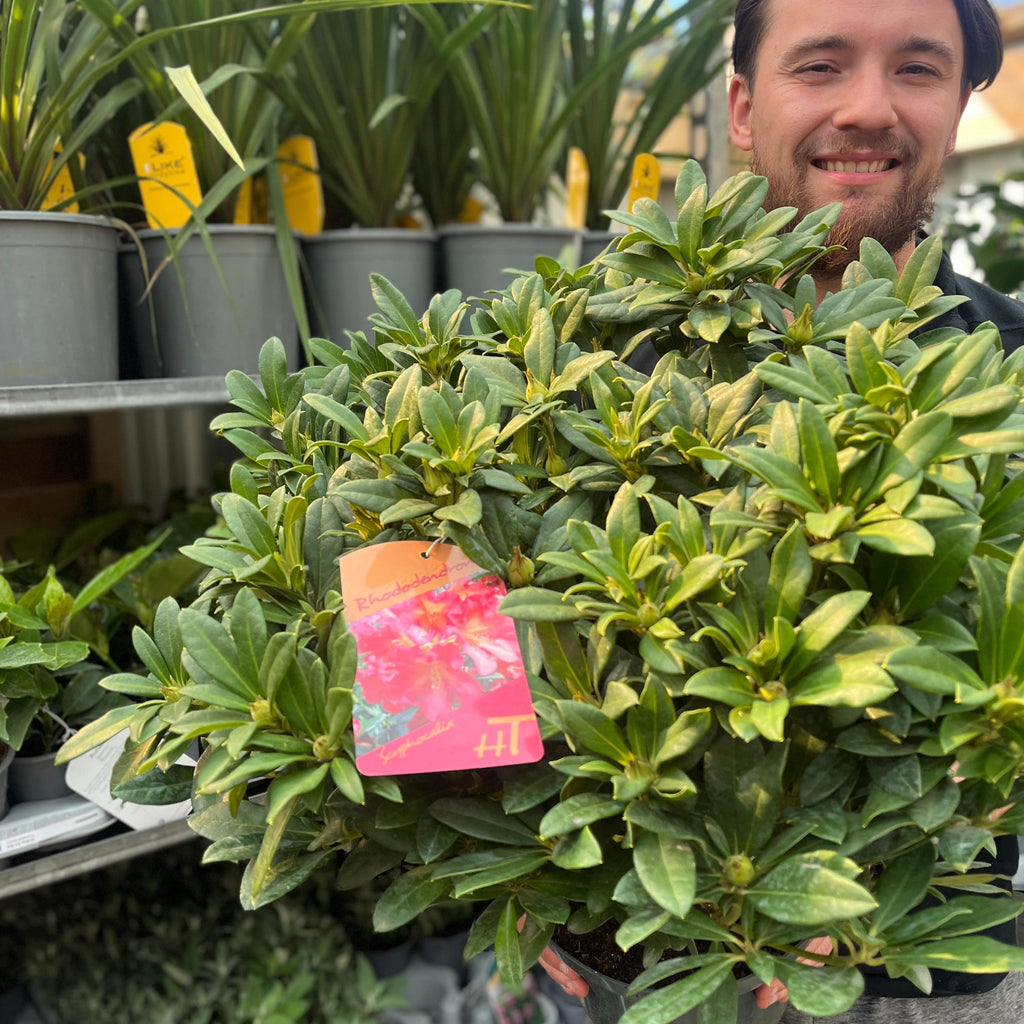 Rhododendron hybride 'Scyphocalix' 5L (60-70cm inc. pot)