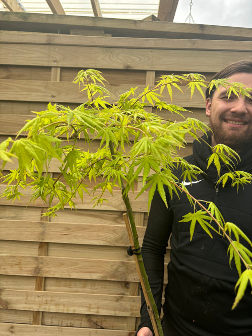 Acer palmatum 'Cascade Citrine' Standard (100cm)