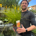 Carex testacea 'Prairie Fire' Grass 3L