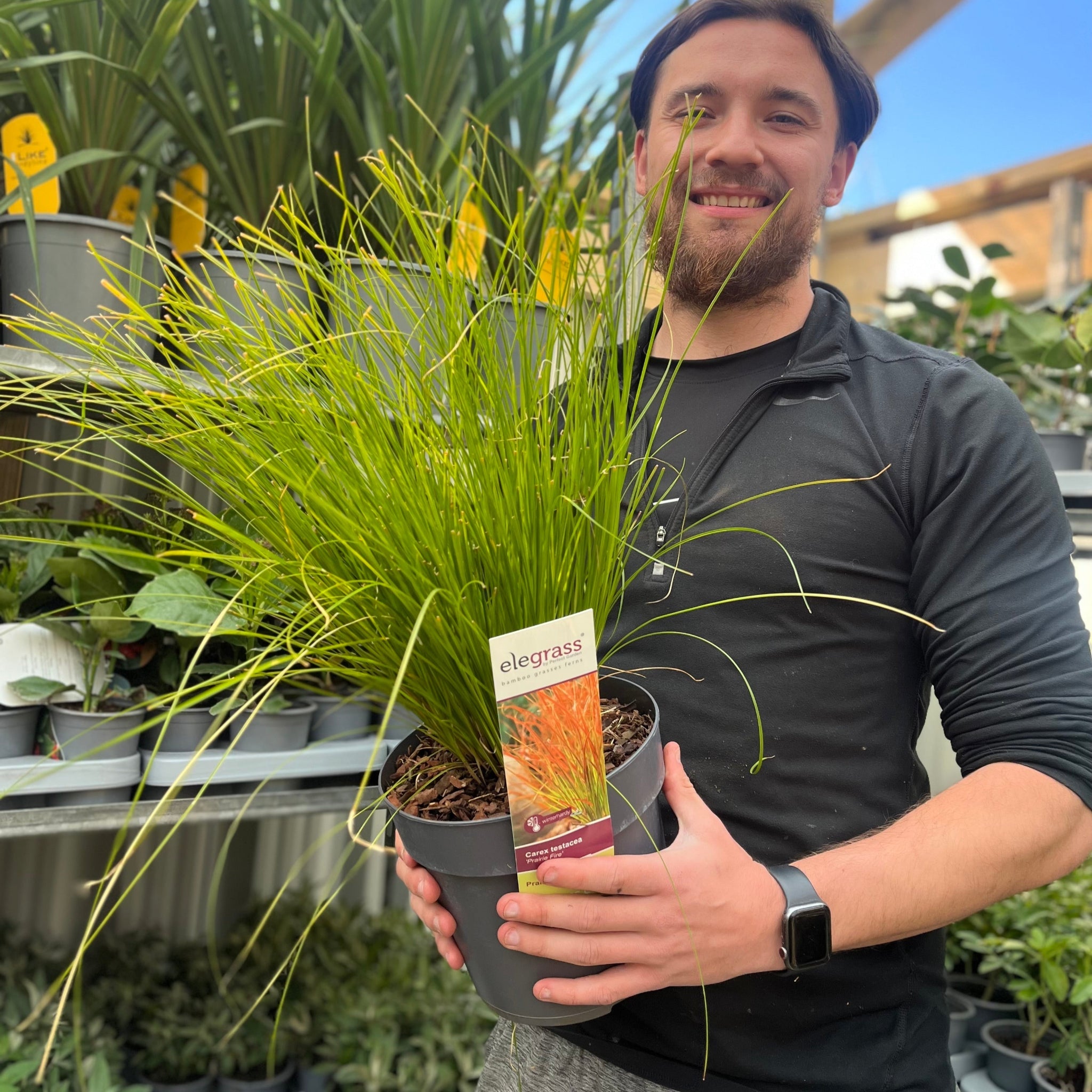 Carex testacea 'Prairie Fire' Grass 3L