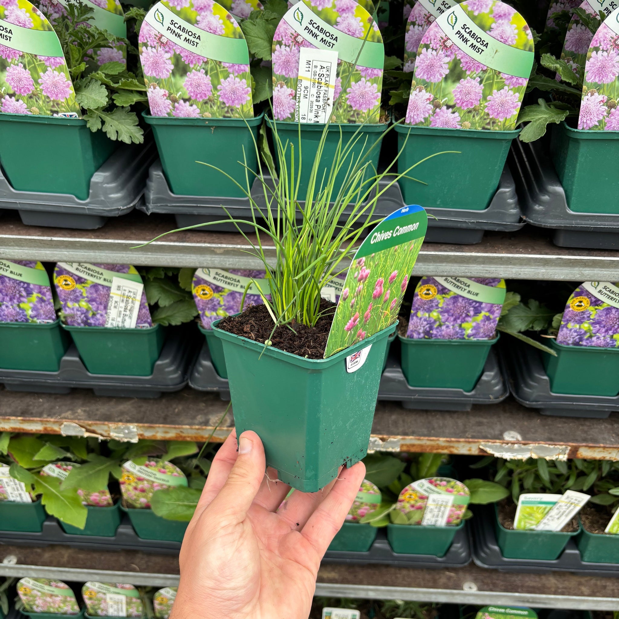 Chives (Herb) 9cm / 1.5L