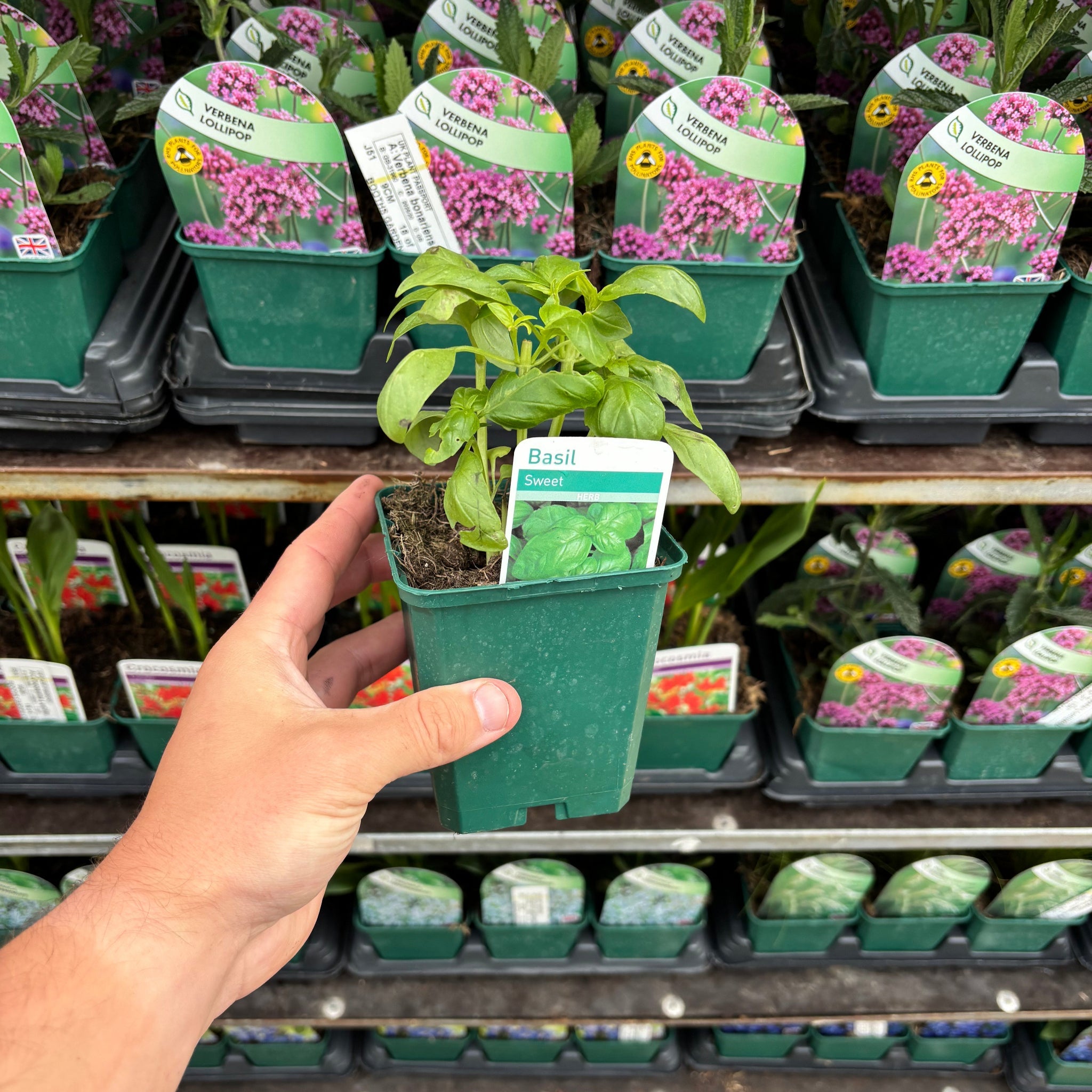 Sweet Basil (Herb) 9cm