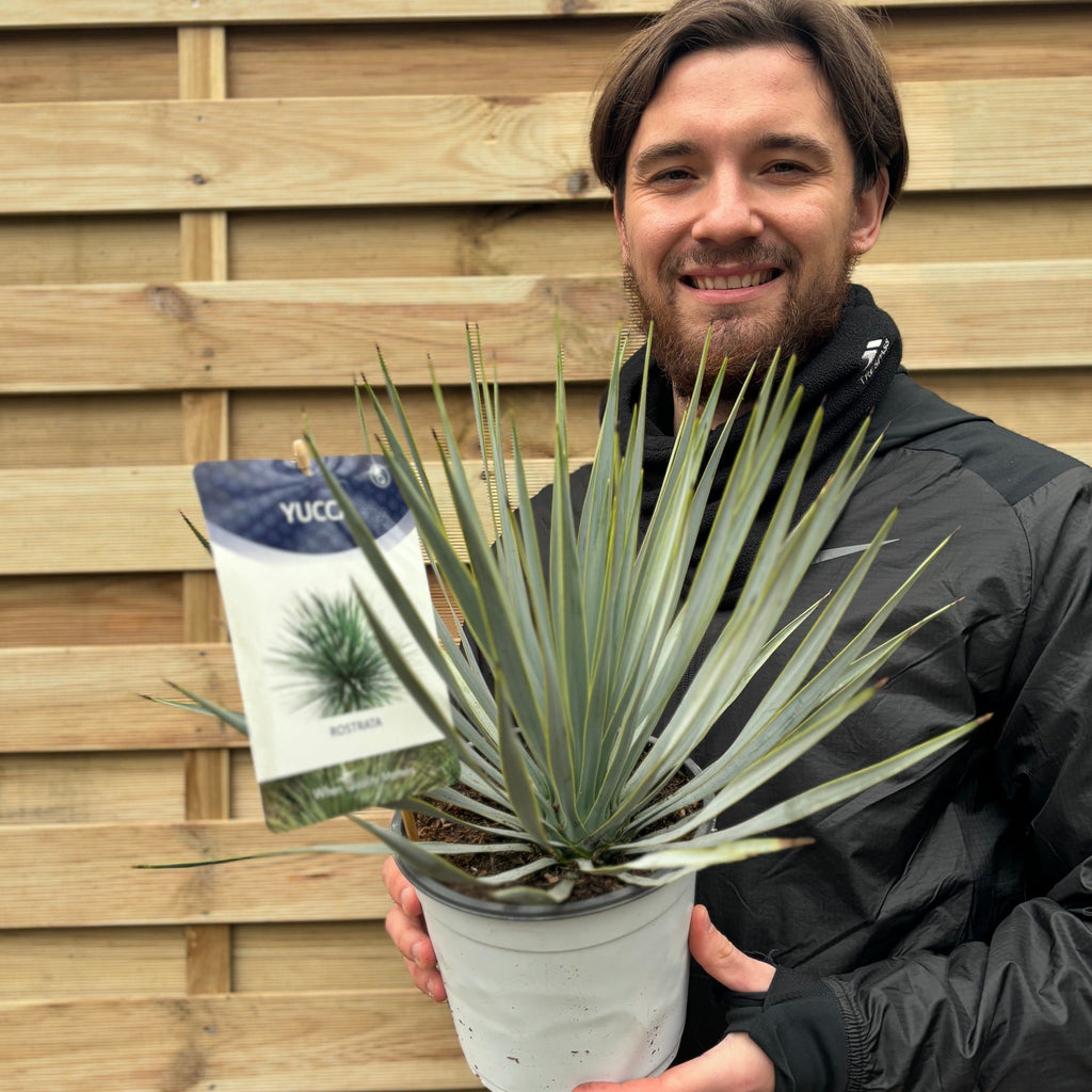 Yucca rostrata 'Blue Swan' 40-50cm 2L