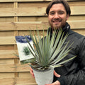 Yucca rostrata 'Blue Swan' 40-50cm 2L
