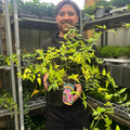 Jasminum 'Starry Summer Scent' 3L