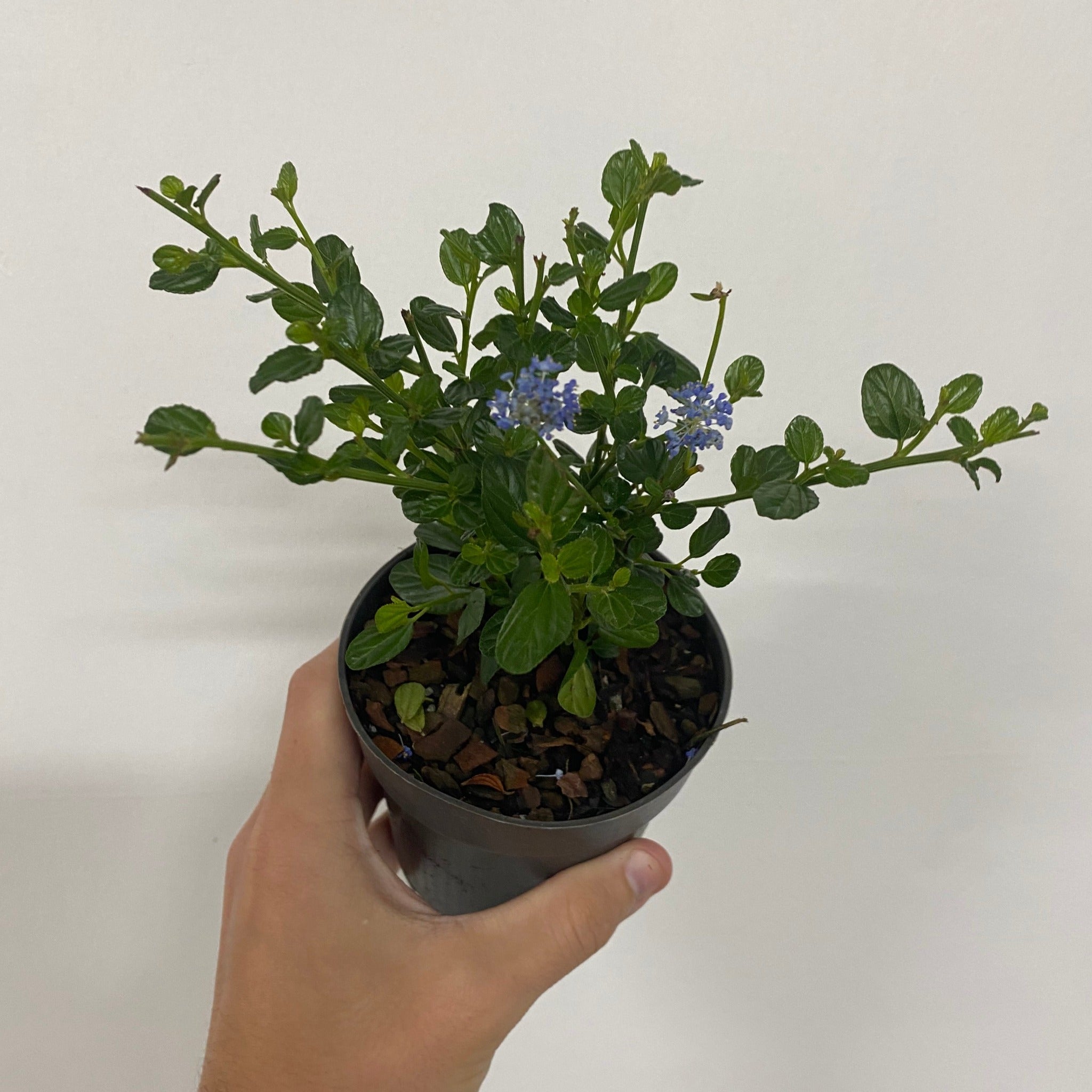 Ceanothus 'Victoria' (Californian Lilac) 9cm/2L/5L/10L