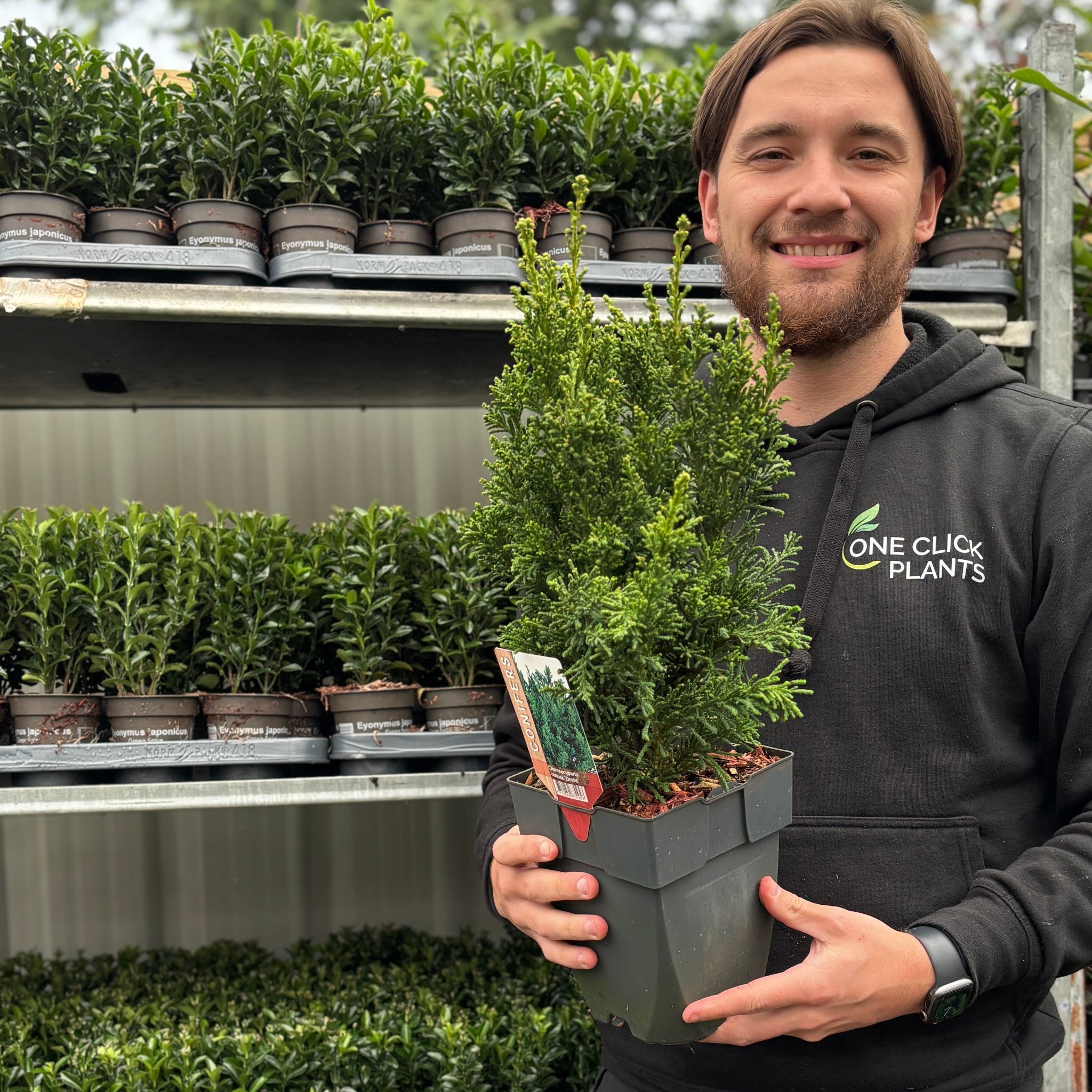 Chamaecyparis obtusa 'Draht' 2L (40-50cm inc. pot)