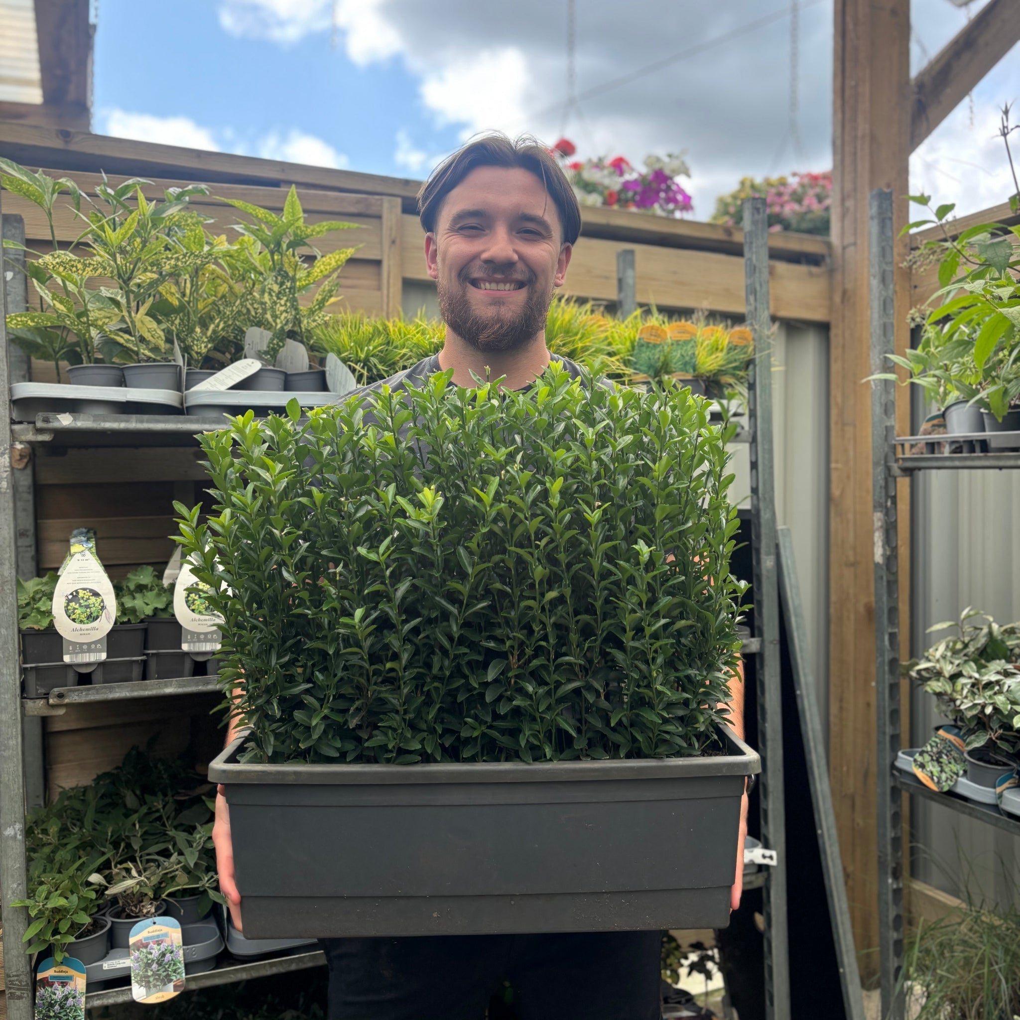 Euonymus japonicus 'Green Spire' (Multibuy Offers Available)