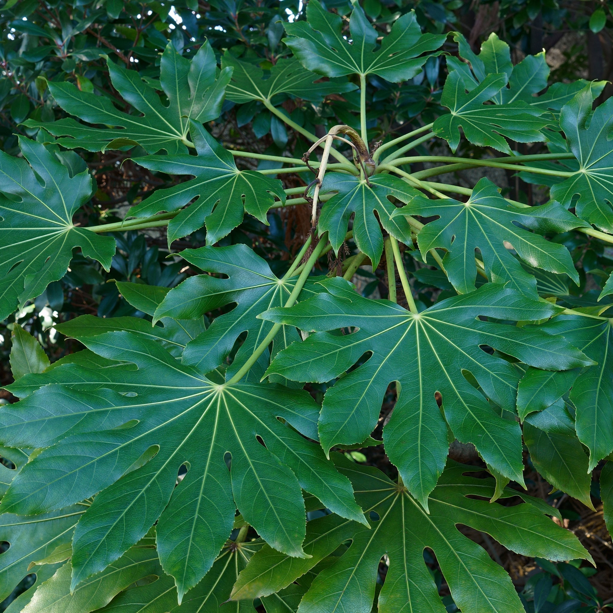 Fatsia japonica 2L (60-70cm)