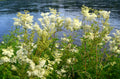 Filipendula Ulmaria - BP040 Packs