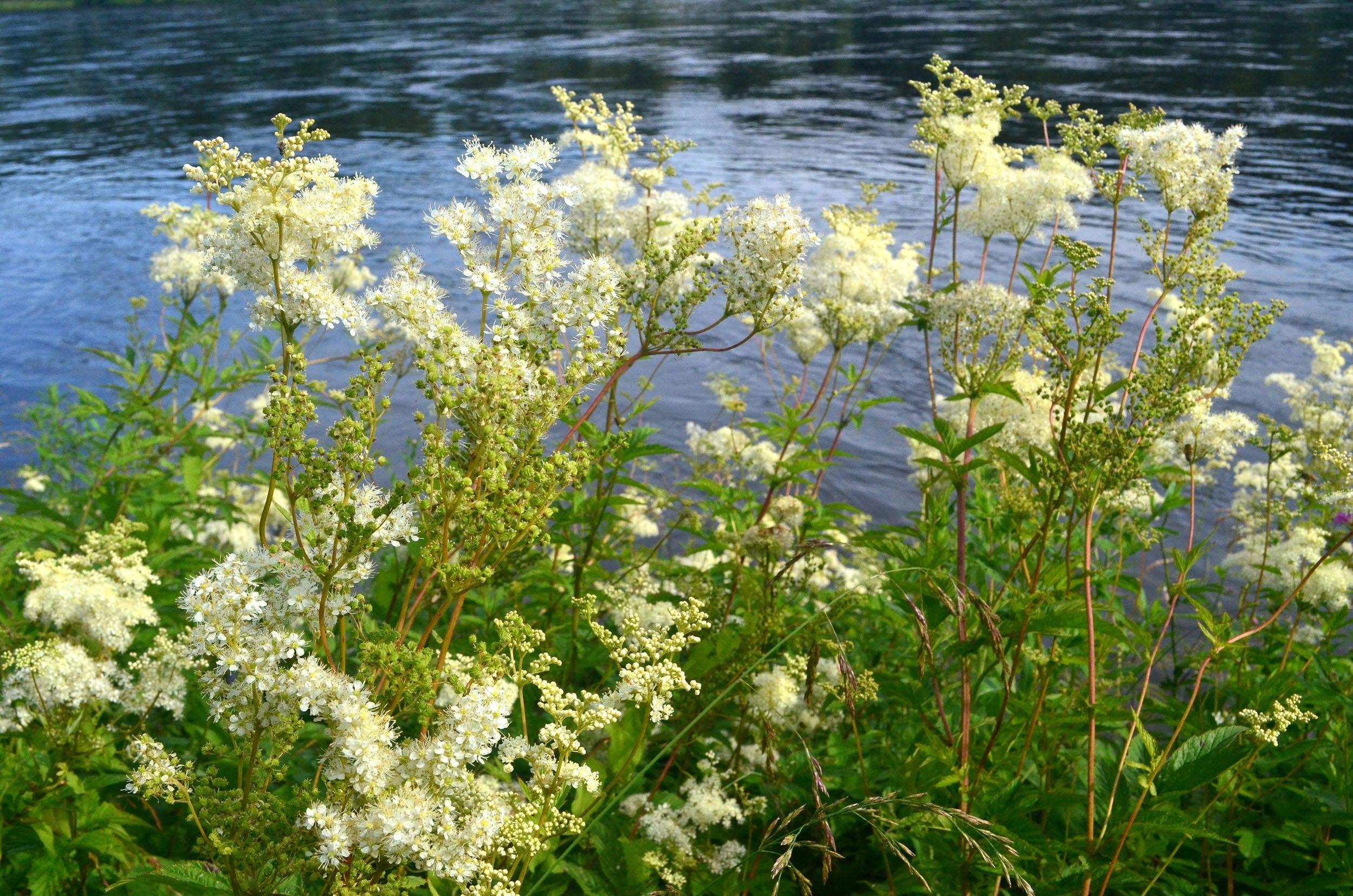 Filipendula Ulmaria - BP040 Packs