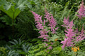 Filipendula rubra 'Venusta  Magnifica' - Marginal Pond Plants - BP039