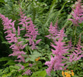 Filipendula rubra 'Venusta  Magnifica' - Marginal Pond Plants - BP039