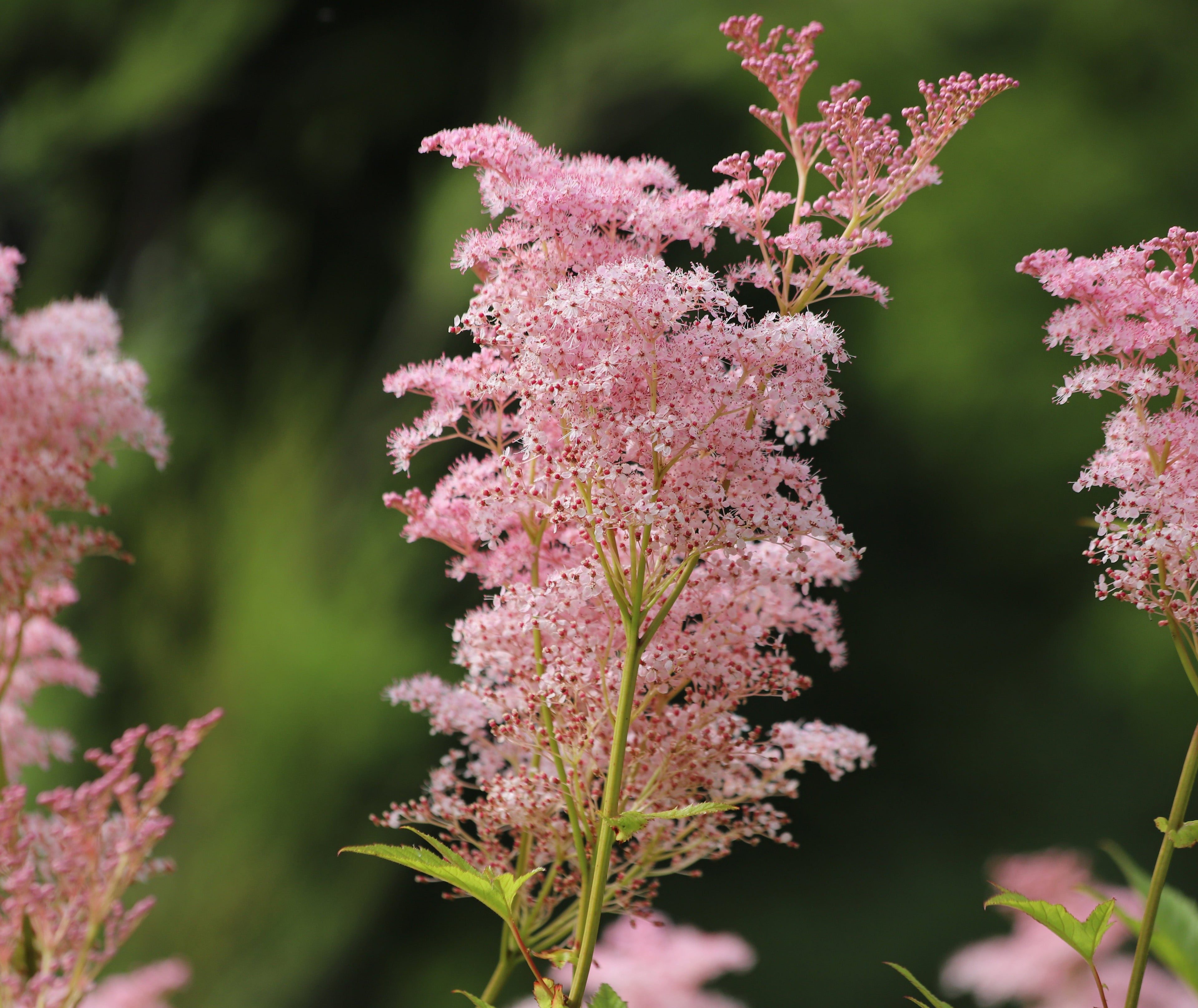 Filipendula rubra 'Venusta  Magnifica' - BP039 Packs