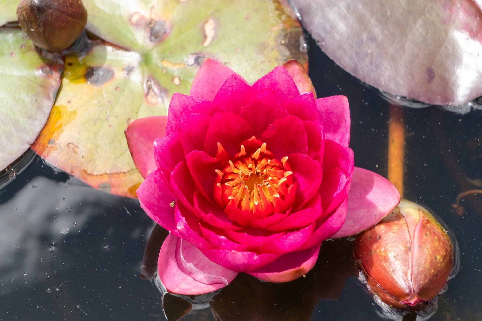 Fire Opal water lily - pond plants - LW08