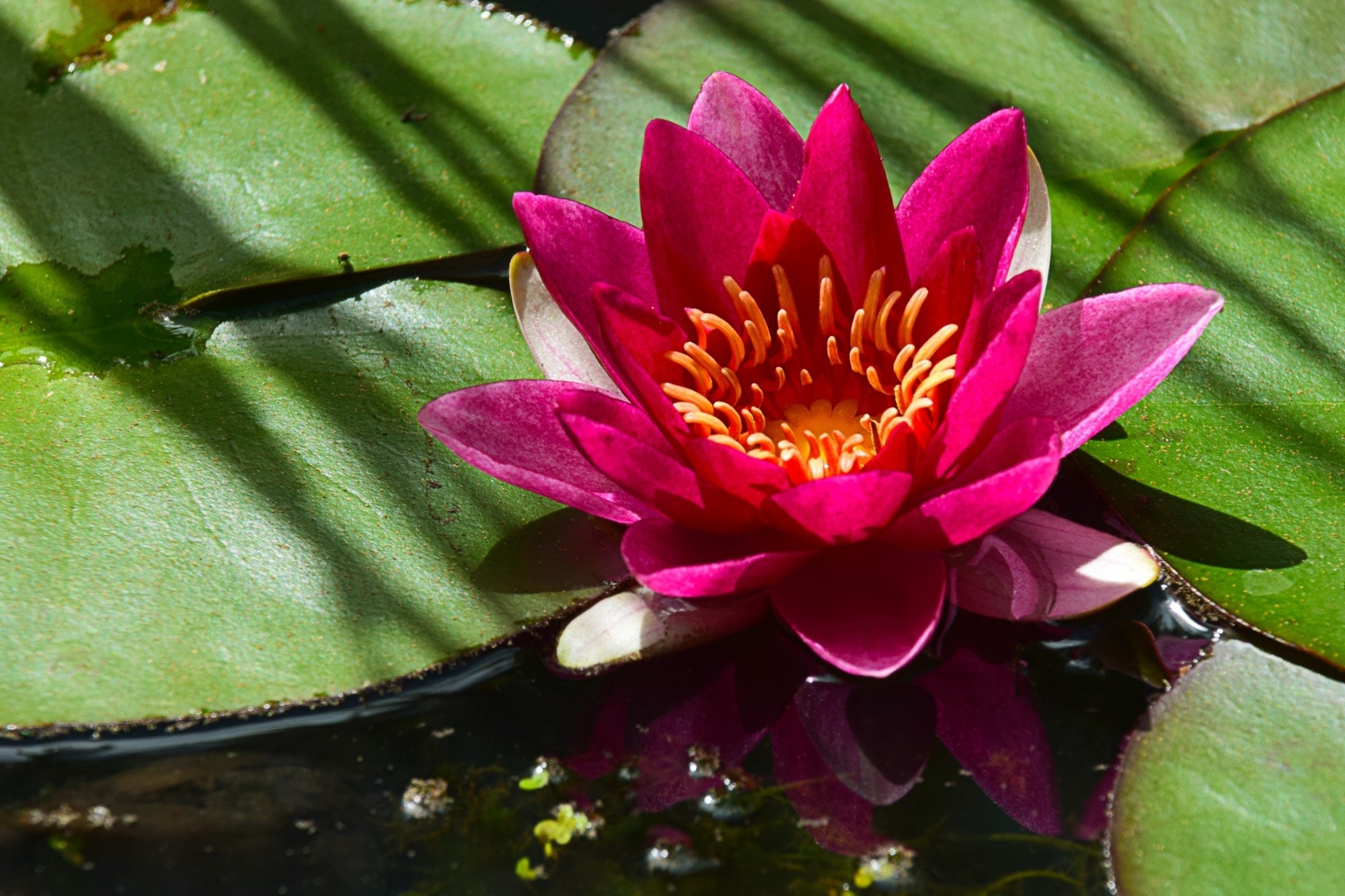 Firecrest water lily - pond plants - SW03